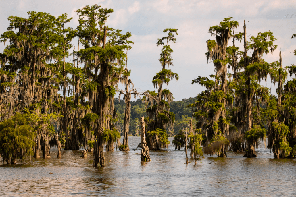 a group of trees that are in the water.